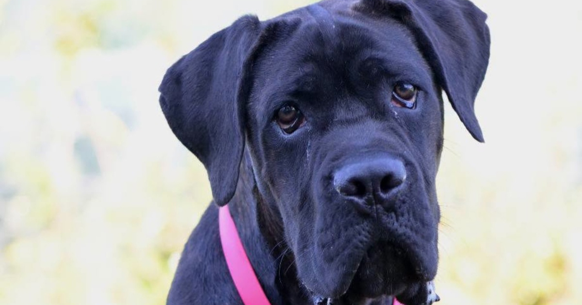 Dumovec traži privremeni dom za cane corsa: "Tigrić je veseo i razigran"