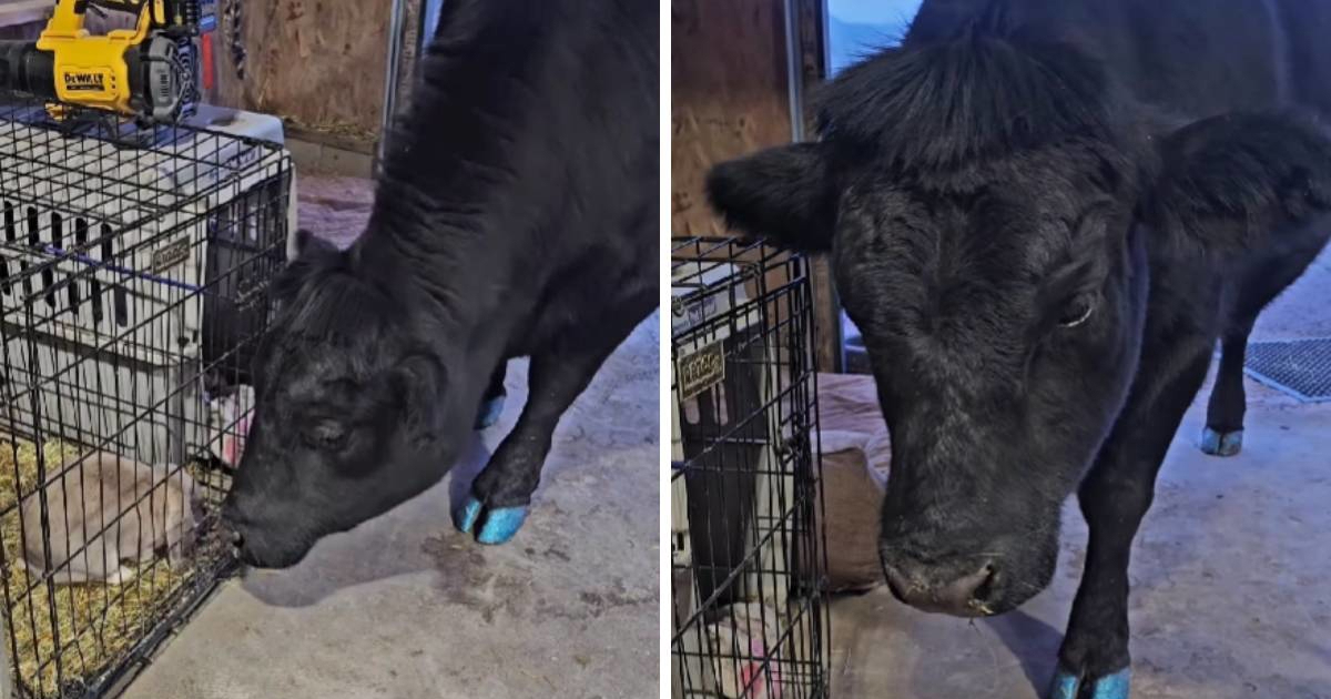 Krava se naljutila jer se ne smije igrati s malenim zecom