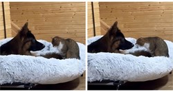 Tri psa i mačka živi su dokaz da je ovakvo prijateljstvo moguće