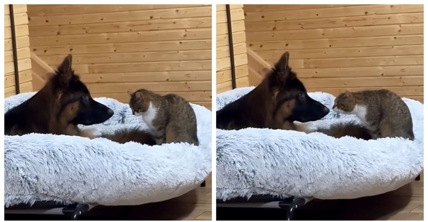 Tri psa i mačka živi su dokaz da je ovakvo prijateljstvo moguće