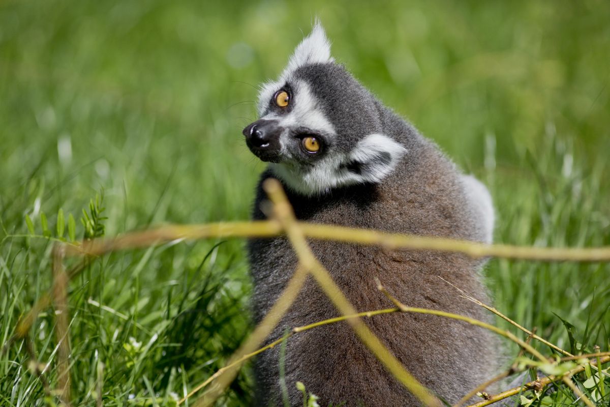 Svim ženama u nedjelju besplatan ulaz u zagrebački Zoološki vrt