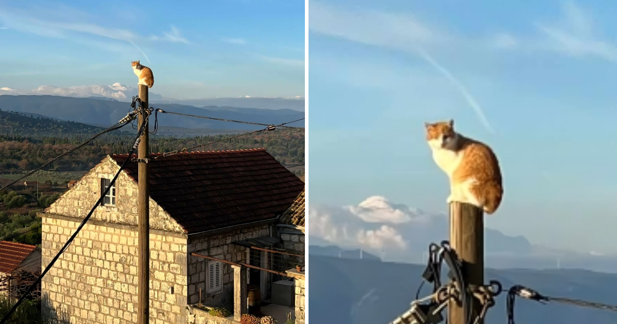 Ova mačka u Dubrovniku imala je najluđi doček i najbolje jutro u novoj godini