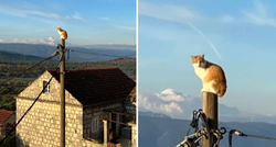 Ova mačka u Dubrovniku imala je najluđi doček i najbolje jutro u novoj godini