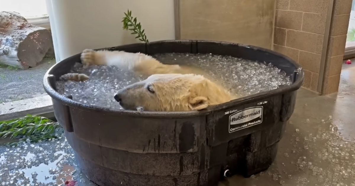 Preslatki polarni medvjed rashladio se u kadi punoj leda u zoološkom vrtu Oregon