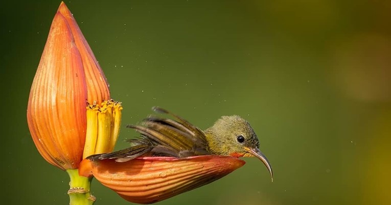 Malena ptica koristi laticu cvijeta kao svoju kadu za kupanje