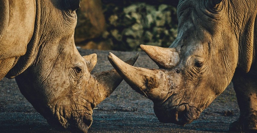 Nosorozi se vratili u Mozambik 40 godina nakon izumiranja