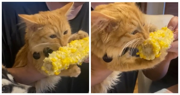 VIDEO Ova maca obožava kukuruz, pogledajte kako uživa