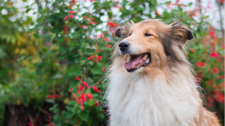 Upoznajte sedam najtiših psećih pasmina koje neće smetati vašim susjedima