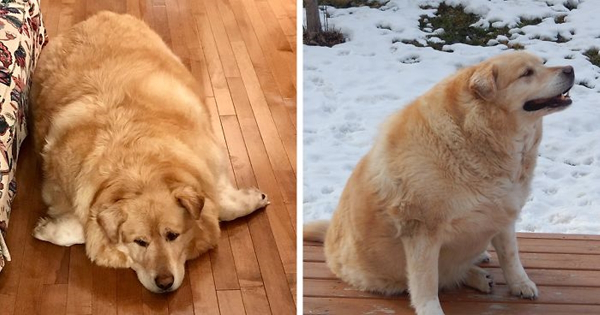 Vlasnik htio uspavati zlatnog retrivera zbog pretilosti, veterinar ga je spasio
