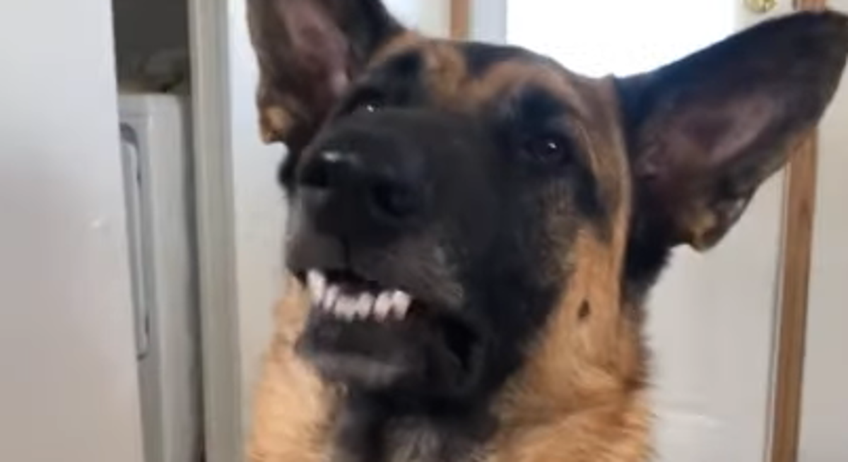 Ovaj pas čini nešto nevjerojatno kako bi dobio slasnu hranu