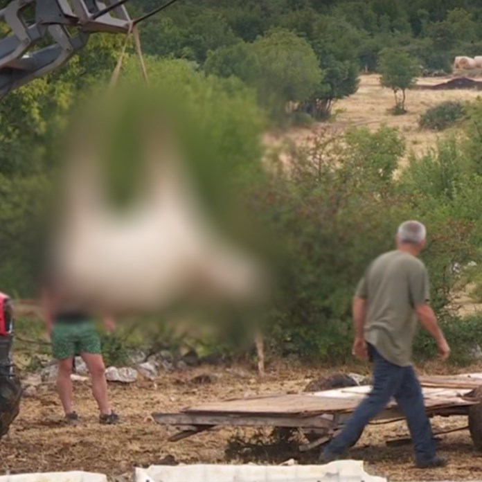 Masovni pomor krava u Zagori. Sutra izvanredna presica, kod jedne nađena bedrenica