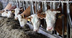 Ministarstvo želi povećati broj krava za 20%, koza i ovaca za 65%