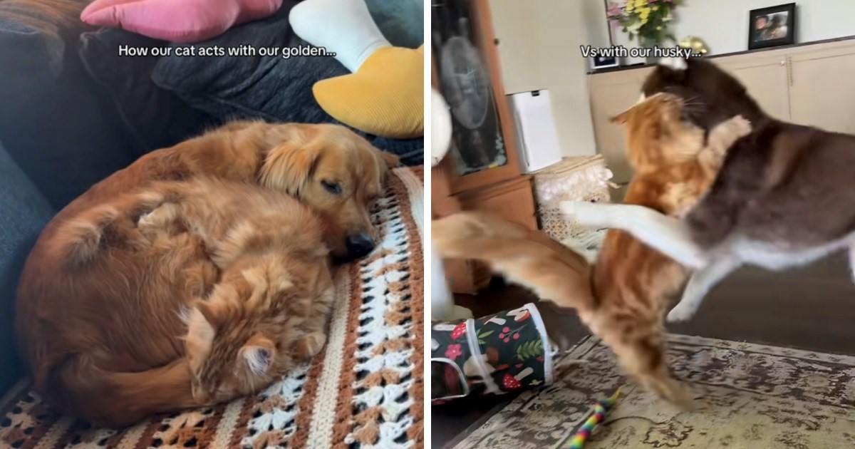 Ljude nasmijala mačka koja je potpuno drugačija uz retrivera nego uz haskija
