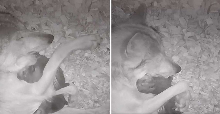 Skrivena kamera snimila presladak trenutak mame vučice i njenih štenaca