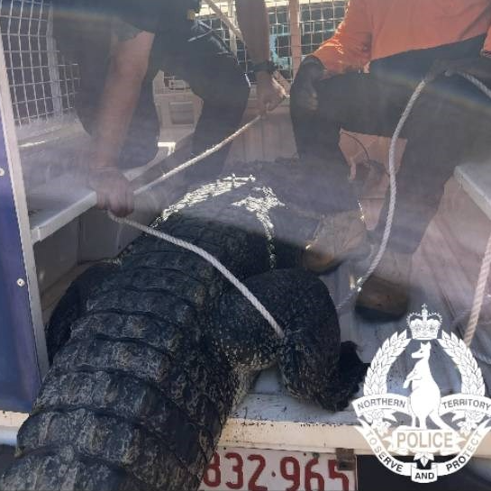 Krokodil terorizirao australski grad. Mještani ga skuhali i pojeli: "Imali smo gozbu"