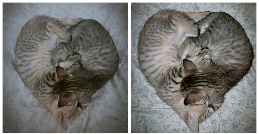 Ove mačke su se prepustile duhu Valentinova, pogledajte predivne fotke