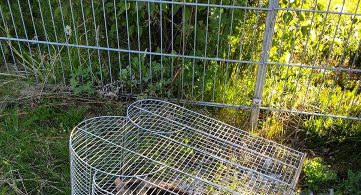 Netko je ispred skloništa ostavio kavez za ptice, njegov sadržaj je šokirao volontere