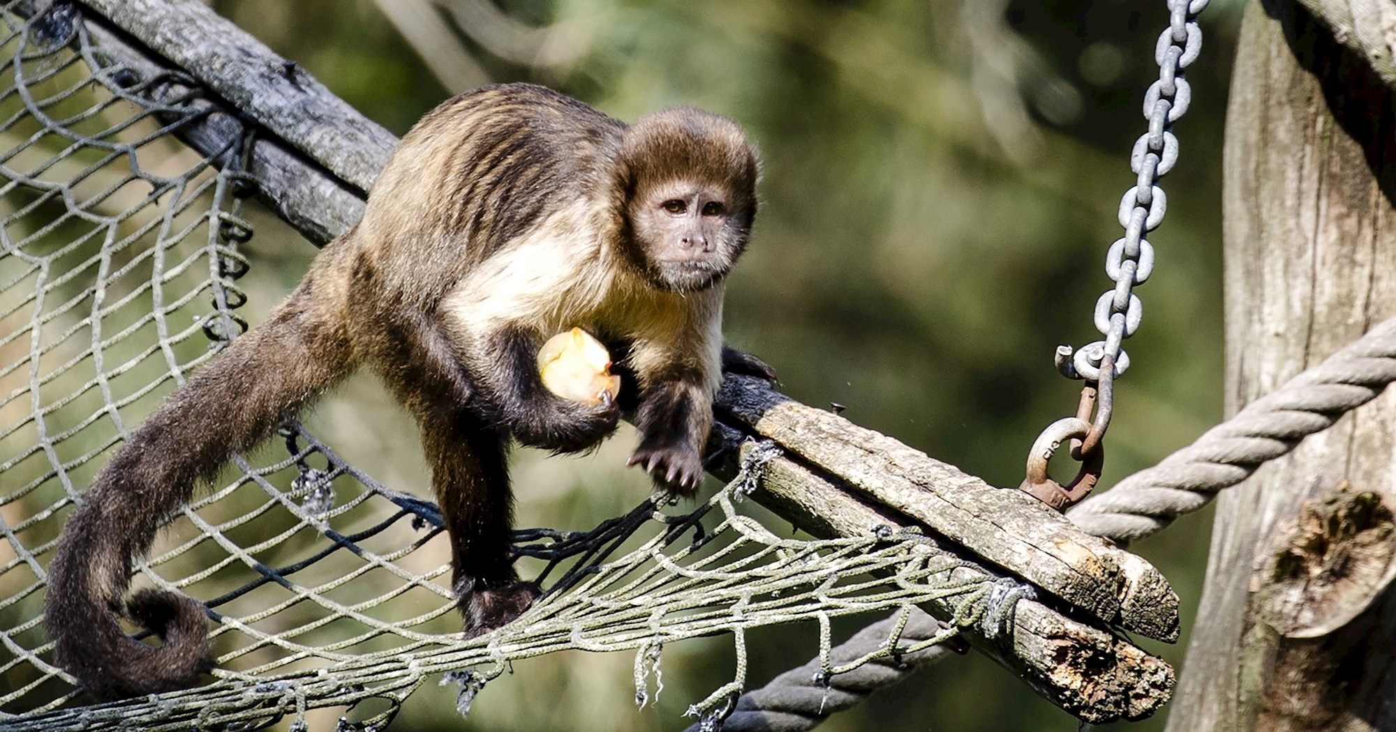 Zašto majmuni kapucini otimaju mladunce druge vrste na izoliranom panamskom otoku?