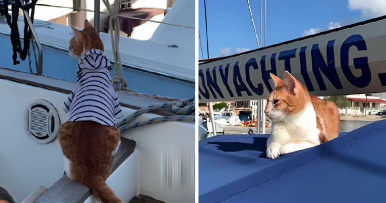 VIDEO Ovaj mačak živio je na brodu u Grčkoj. Pogledajte kako je uživao