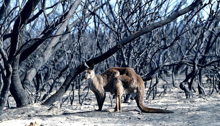 Gori li Australija zbog piromana ili klimatskih promjena?