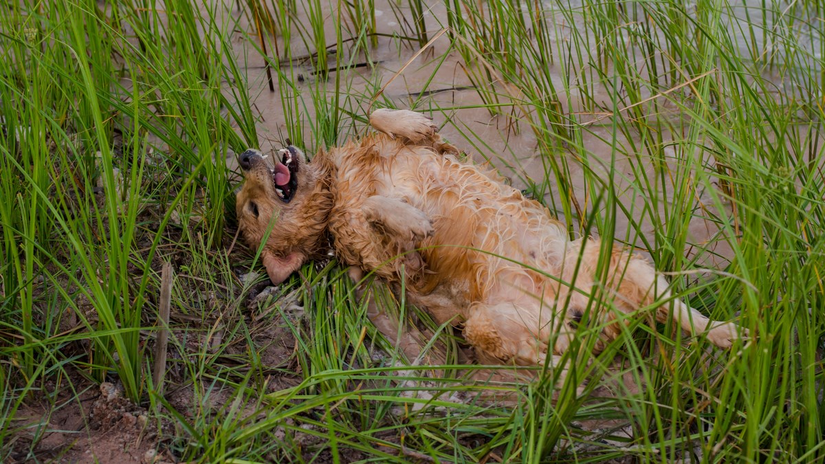 VIDEO Ovakvo uživanje u blatu sigurno već dugo niste vidjeli