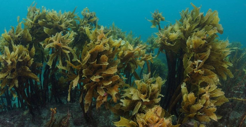 Australska morska alga podiže razinu kolagena u koži, tvrde znanstvenici