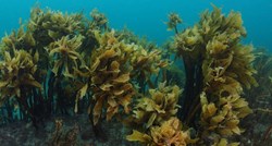 Australska morska alga podiže razinu kolagena u koži, tvrde znanstvenici