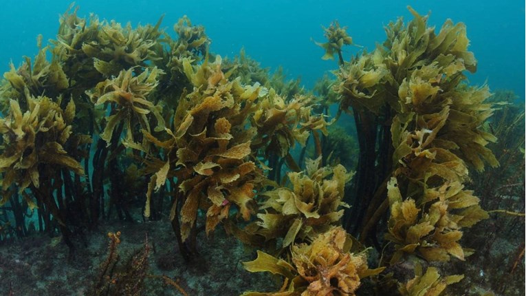 Australska morska alga podiže razinu kolagena u koži, tvrde znanstvenici 