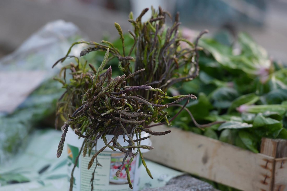 Još je veljača, a već su se pojavile prve šparoge