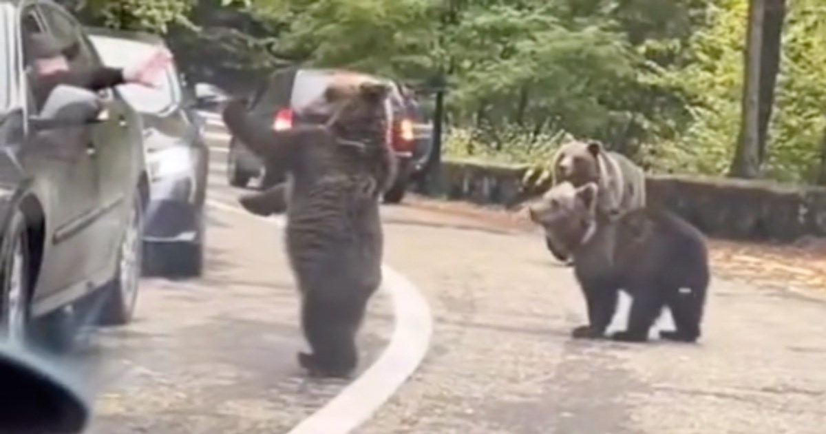 Medvjedići naišli na kolonu automobila pa vozačima davali pet