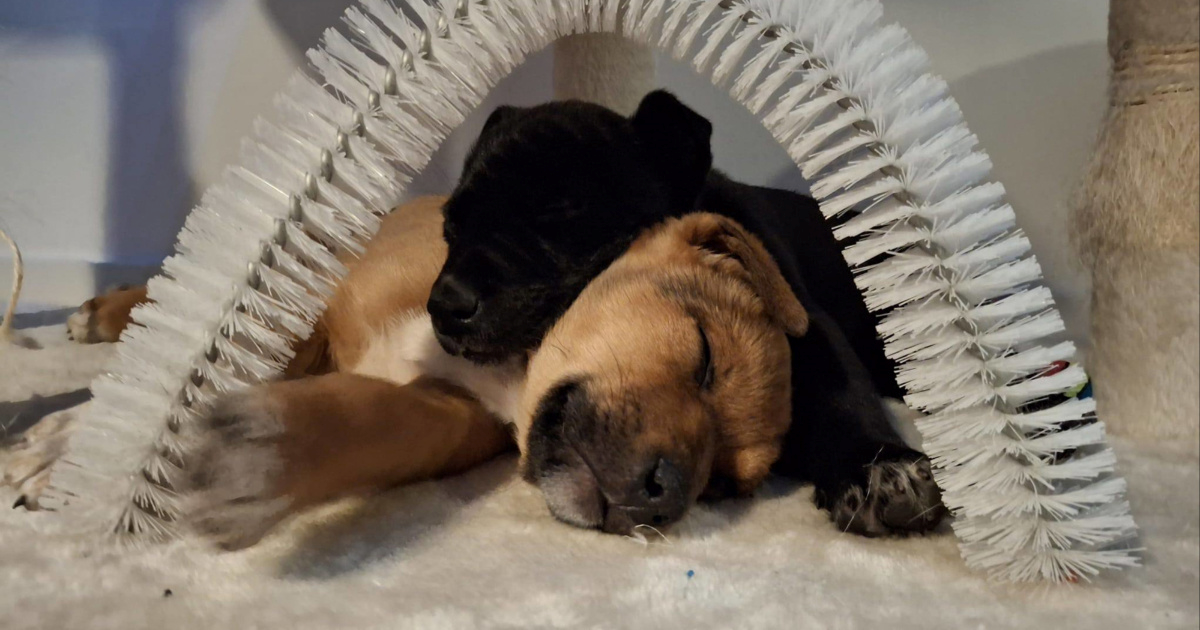 Odgođena akcija udomljavanja pasa i mačaka iz Dumovca na Trgu bana Jelačića