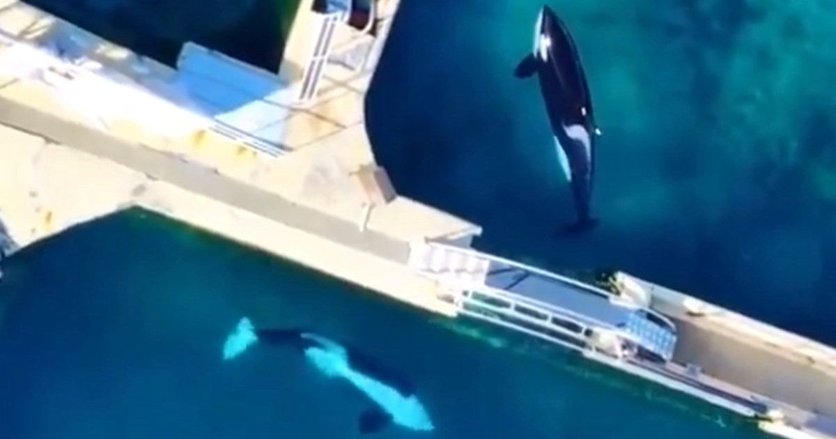 VIDEO Orke i dupini mjesecima zarobljeni u napuštenom morskom parku u Francuskoj