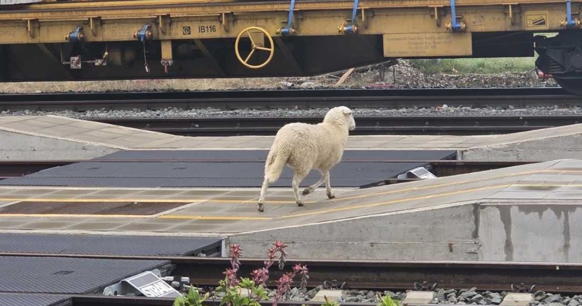 Nesvakidašnji prizor na kolodvoru Kloštar: "Janje čeka presjedanje za ispašu"