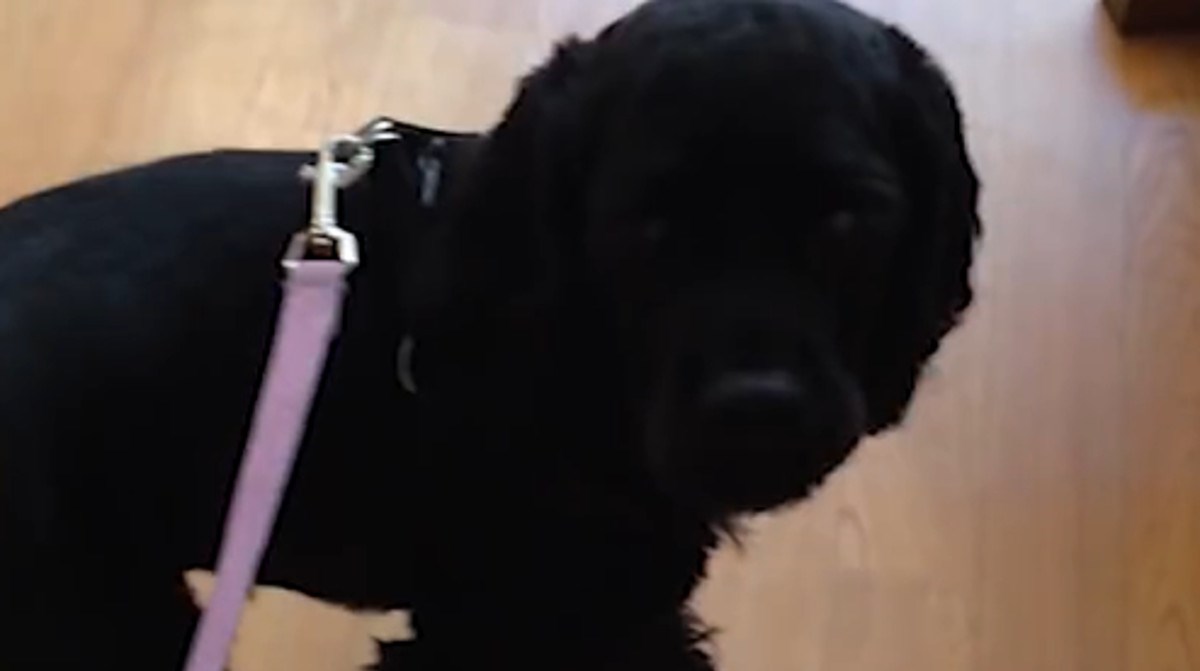 Slijepa kujica progledala i prvi put ugledala vlasnike, ovo je njena reakcija