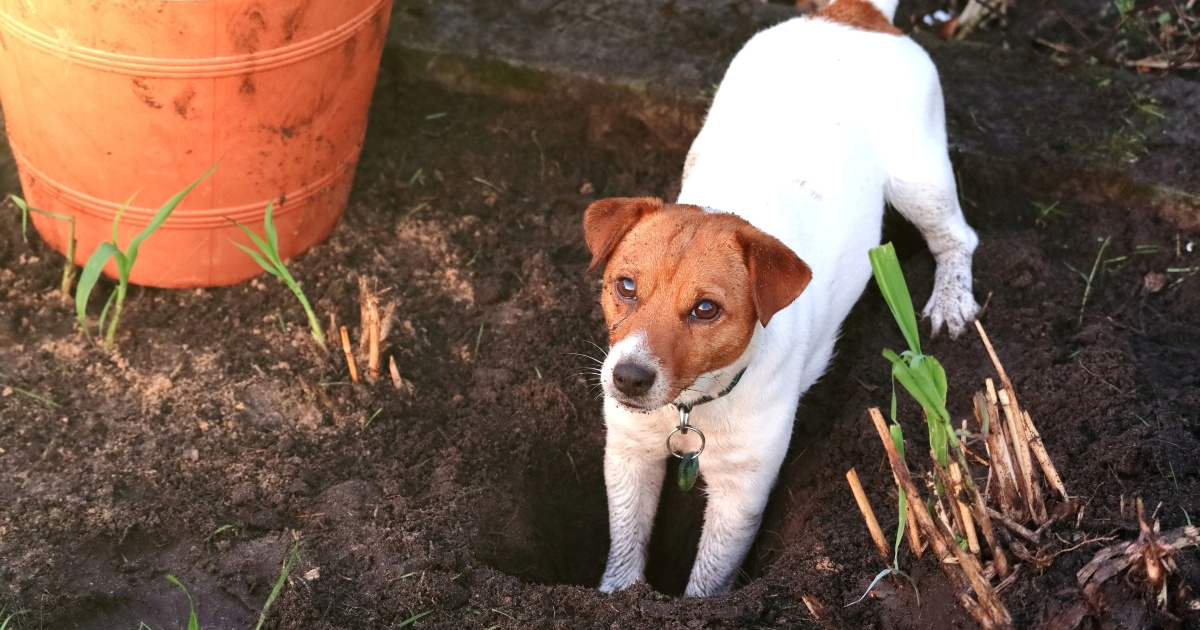 7 znakova koji pokazuju da je vašem psu dosadno