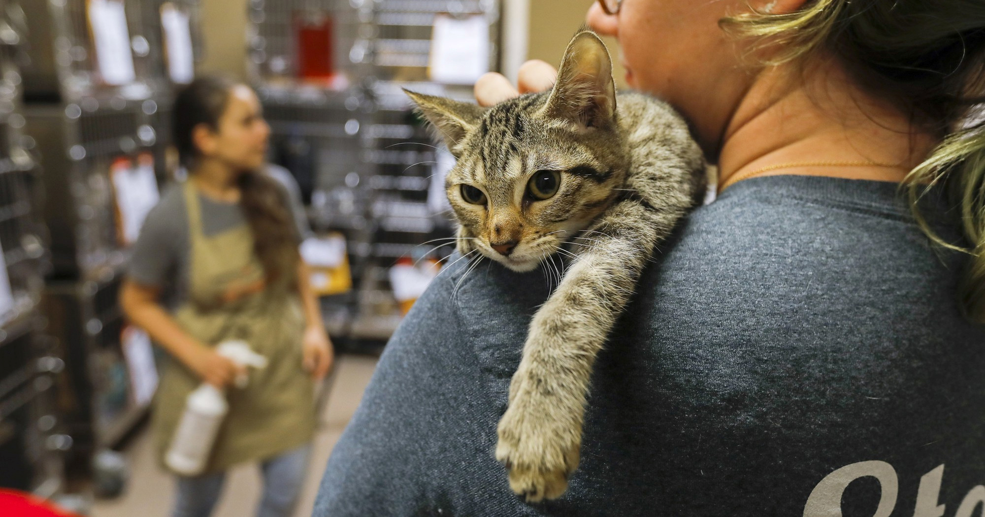 Mačić preživio sedmodnevno putovanje iz Turske u Njemačku u kamionu