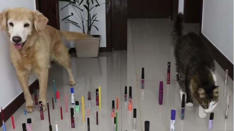 Testirao je snalažljivost mačke i psa i postavio im prepreke, evo tko se brže snašao
