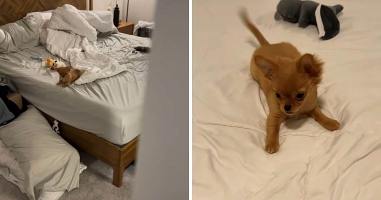 Sićušni psić ima najbolju reakciju na povratak vlasnika, video će vam uljepšati dan