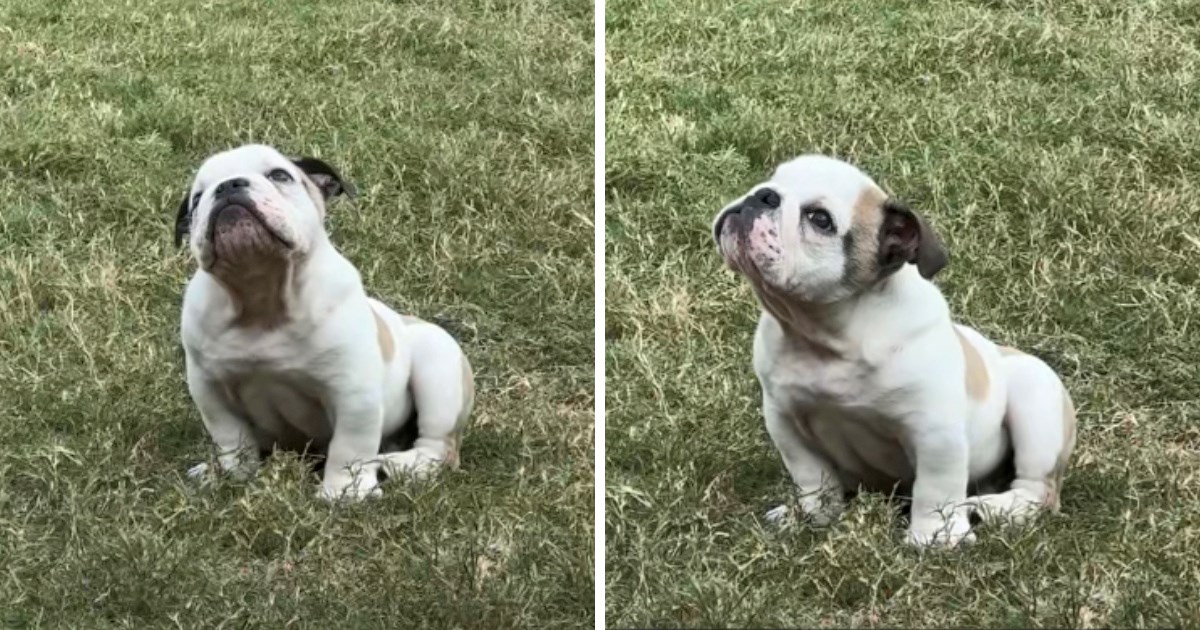 Video buldoga koji obožava promatrati avione mami osmijeh na lice