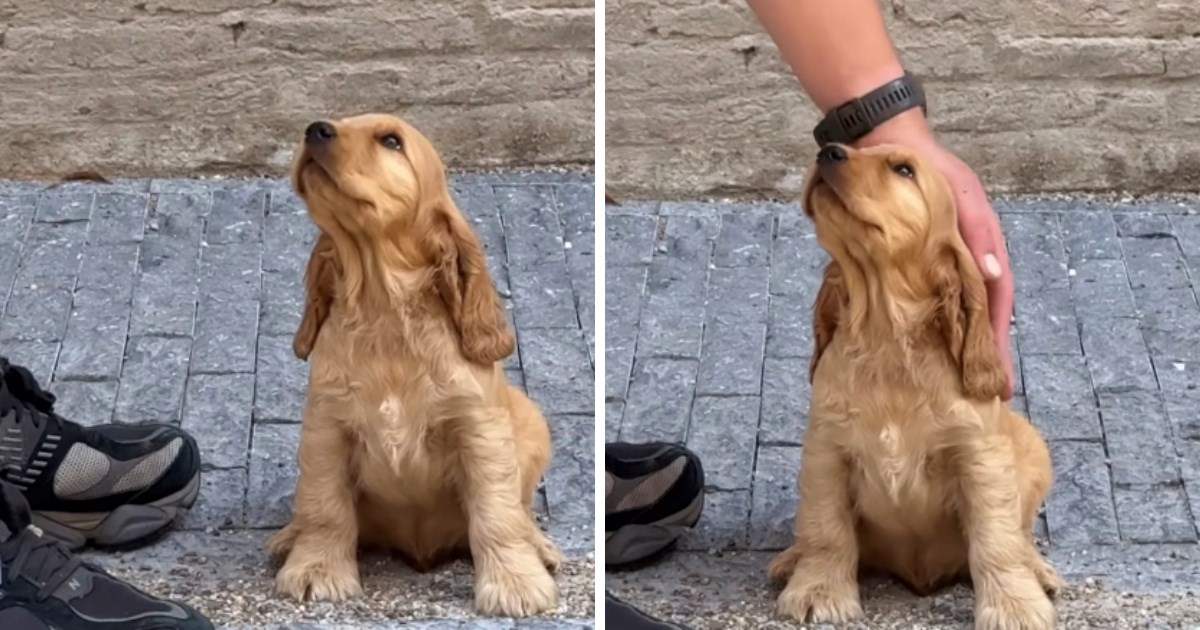 Ljubav na prvi pogled: Trenutak kad je psić shvatio da je pronašao dom