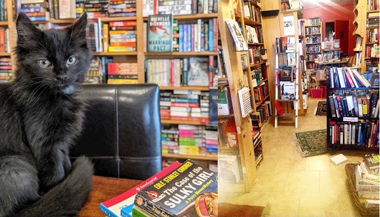 Knjižara nikad nije bila zanimljivije mjesto: Kupite knjigu i usvojite mačića