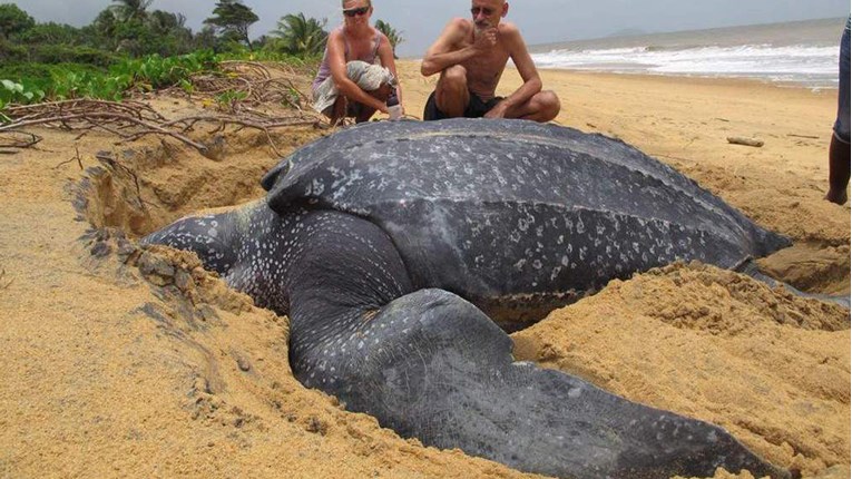 Najveća morska kornjača izronila iz oceana i zapanjila sve oko sebe