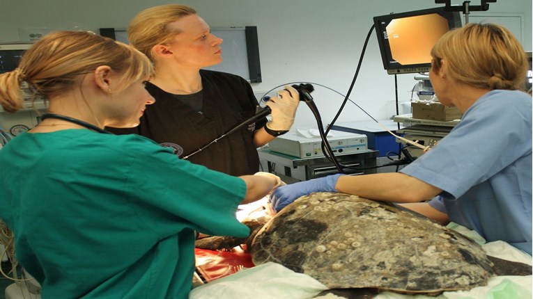 U Zagrebu uspješno operirana glavata želva – strogo zaštićena morska životinja