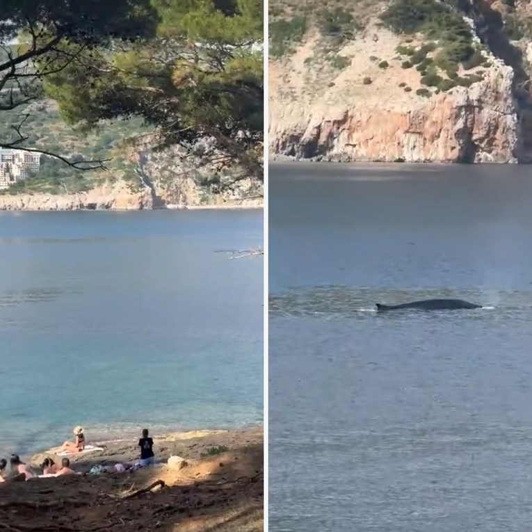 VIDEO Kod Lokruma snimljen kit, jedan komentar na društvenim mrežama nasmijao mnoge