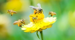 Danas je Svjetski dan pčela, a u ovoj susjednoj nam zemlji se posebno slavi