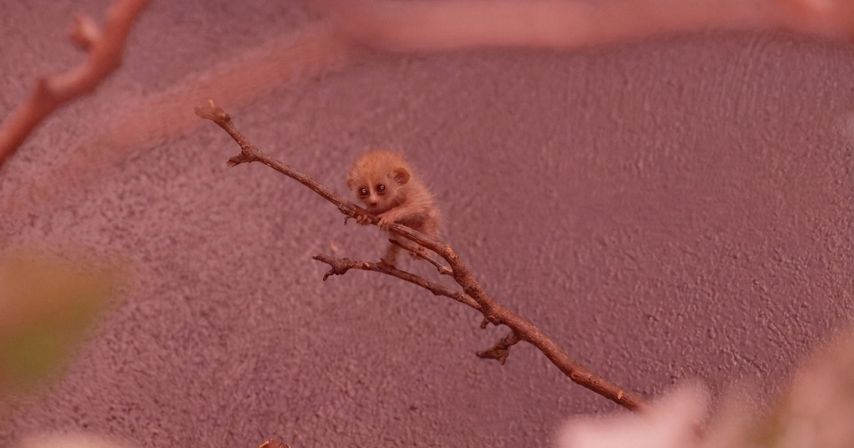 Kažu da je ovo najslađa životinja na svijetu. Prepoznajete li je?