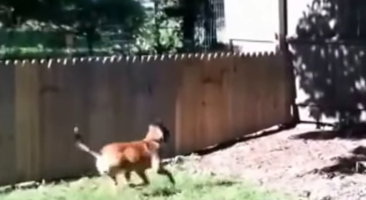 Hvalio se ogradom koju je podigao zbog psa, a onda se dogodilo nešto presmiješno