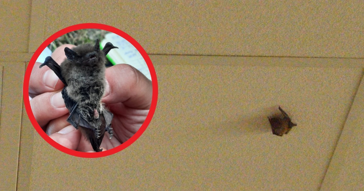 U Ministarstvu poljoprivrede našli 33 šišmiša: "Razletjeli su se i vješali po stropu"