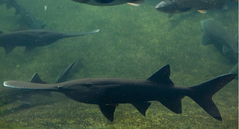 Jedna od najvećih slatkovodnih riba je prva izumrla vrsta u 2020.