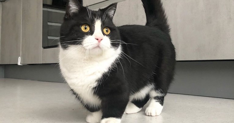 Ovaj mačak s neobično kratkim nogama je postao zvijezda Instagrama